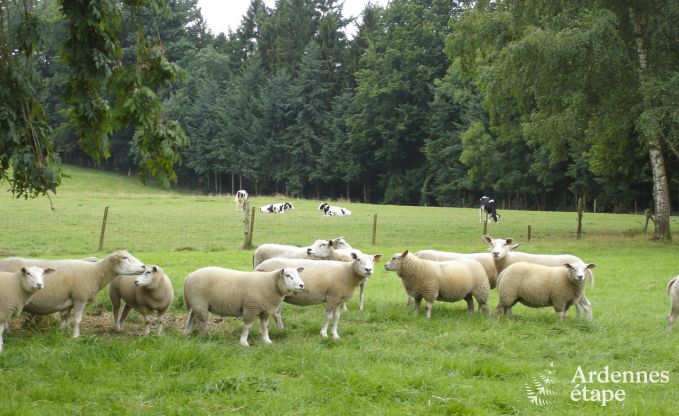 Ferienhaus Dinant 6 Pers. Ardennen