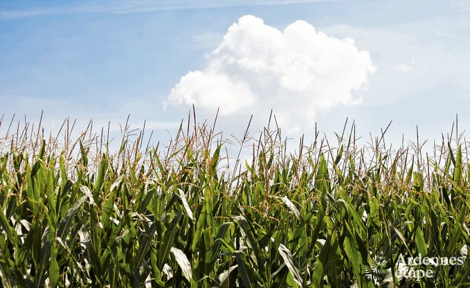 Ferienhaus Doische 9 Pers. Ardennen
