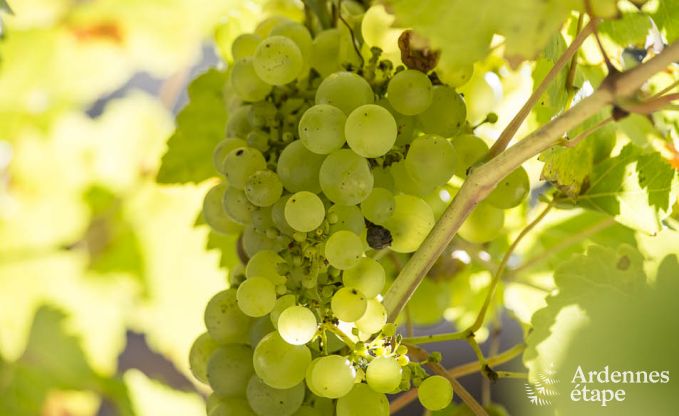 Ferienhaus Durbuy (Wris) 11 Pers. Ardennen