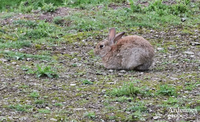 Romantisches Ferienhaus mit Wellness in der N�he von Durbuy