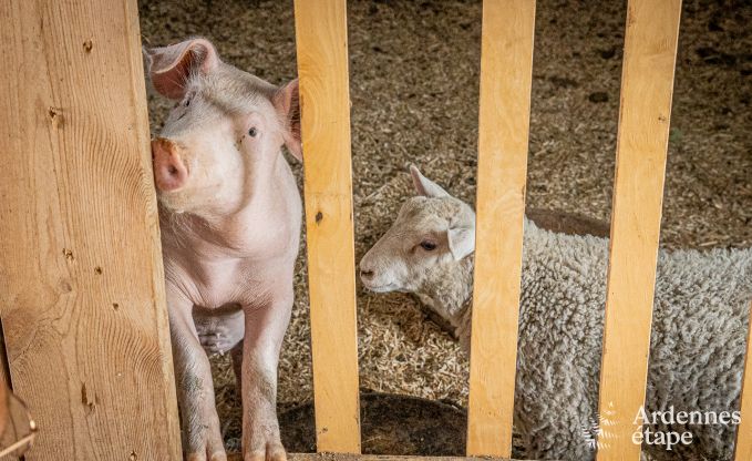 Wohnung Durbuy 2 Pers. Ardennen