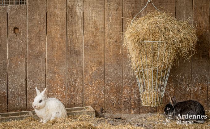 Wohnung Durbuy 2 Pers. Ardennen
