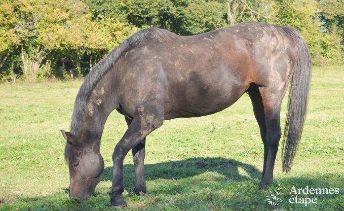 Ferienhaus Durbuy 4/7 Pers. Ardennen