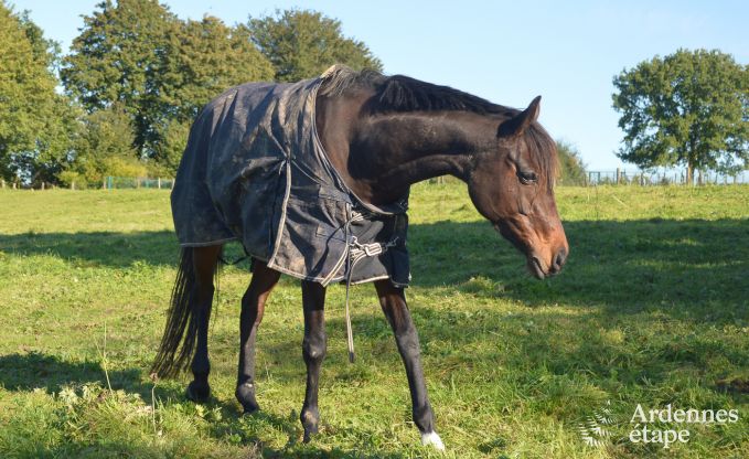 Ferienhaus Durbuy 4/7 Pers. Ardennen