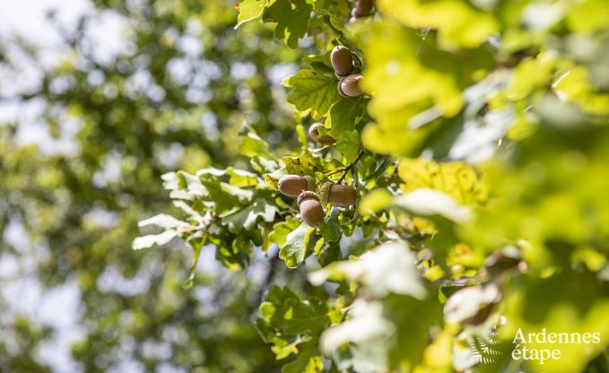 Ferienhaus Durbuy 9 Pers. Ardennen