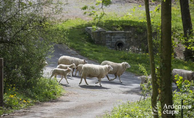 Ferienhaus Durbuy 6 Pers. Ardennen Wellness