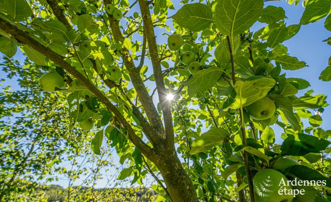 Ferienhaus mit �berdachter Whirlpool Erez�e 16 Pers. Ardennen