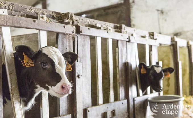 Ferienhaus Esneux 12 Pers. Ardennen