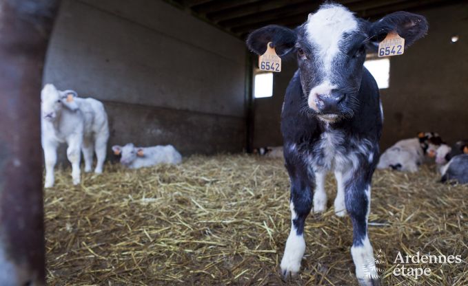 Urlaub auf dem Bauernhof Faimes 6 Pers. Ardennen