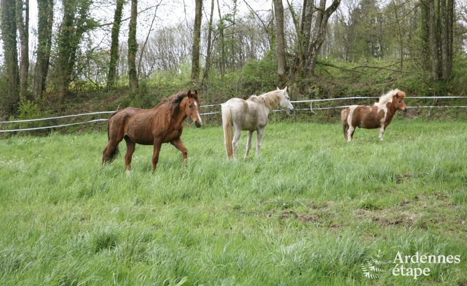 Ferienhaus Ferrires 20 Pers. Ardennen Wellness