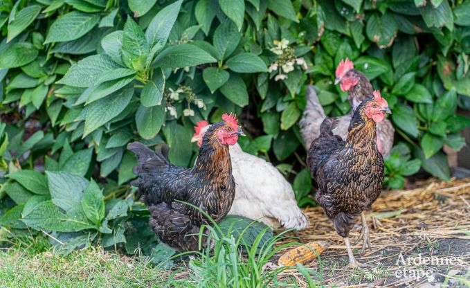 Ferienhaus Fourons 10 Pers. Ardennen
