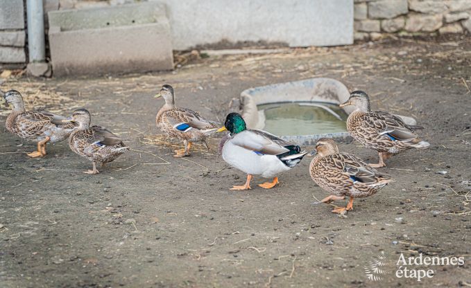 Ferienhaus Fourons 10 Pers. Ardennen
