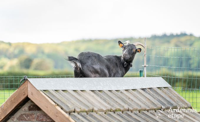 Ferienhaus Fourons 10 Pers. Ardennen