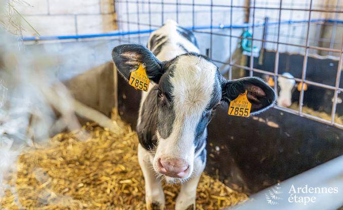 Ferienhaus Fourons 10 Pers. Ardennen
