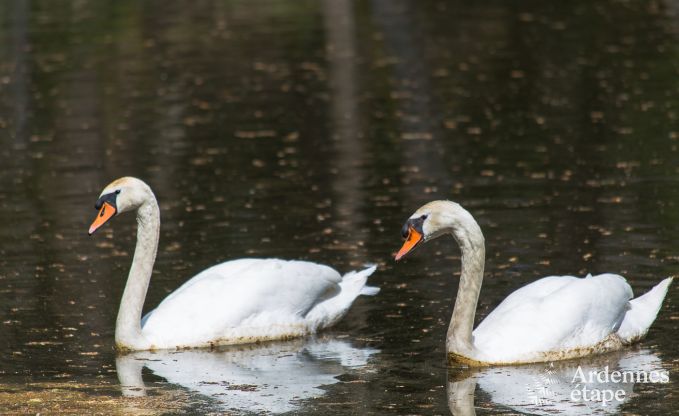 Ferienhaus Gedinne 16/18 Pers. Ardennen Wellness