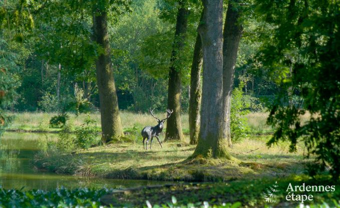 Luxusvilla Gedinne 18 Pers. Ardennen Wellness