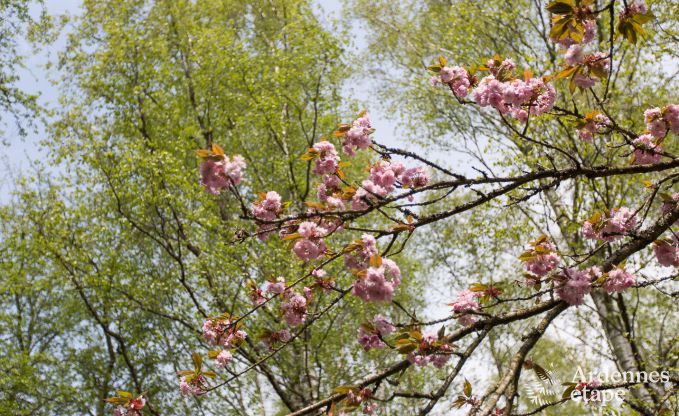 Ferienhaus Gedinne 2/4 Pers. Ardennen Wellness