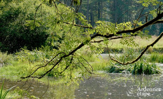 Luxusvilla Gedinne 18 Pers. Ardennen Wellness