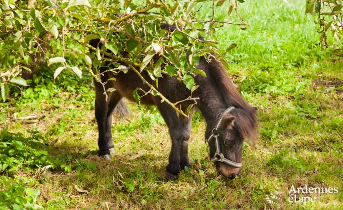 Schlossnebengeb�ude Gembloux 18 Pers. Wellness