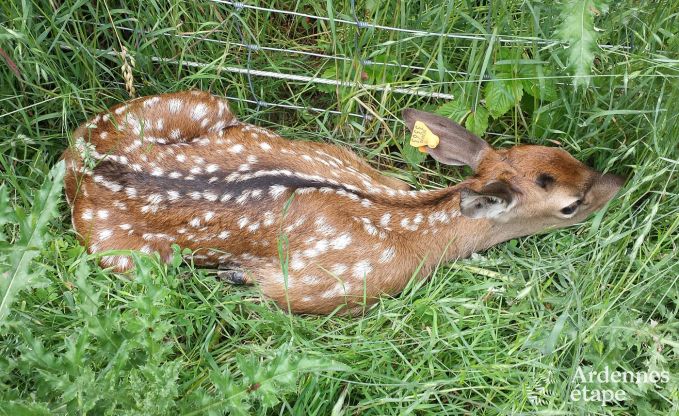 Ferienhaus Gesves 8 Pers. Ardennen Schwimmbad