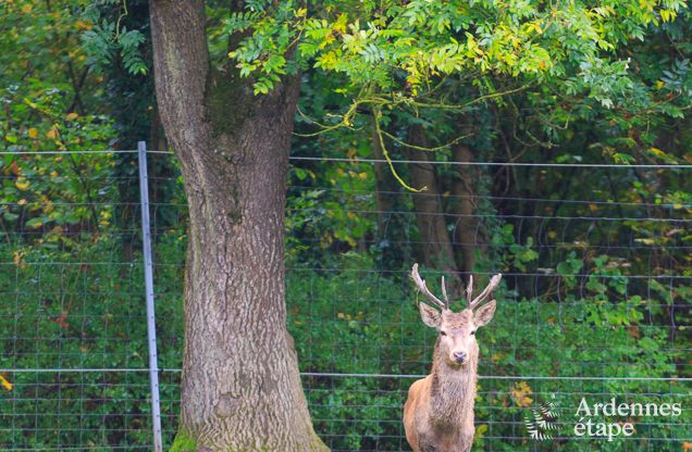 Ferienhaus Gesves 8/9 Pers. Ardennen Schwimmbad
