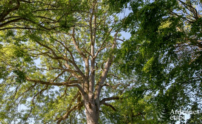 Gem�tliches und ger�umiges Ferienhaus in Gouvy, Ardennen