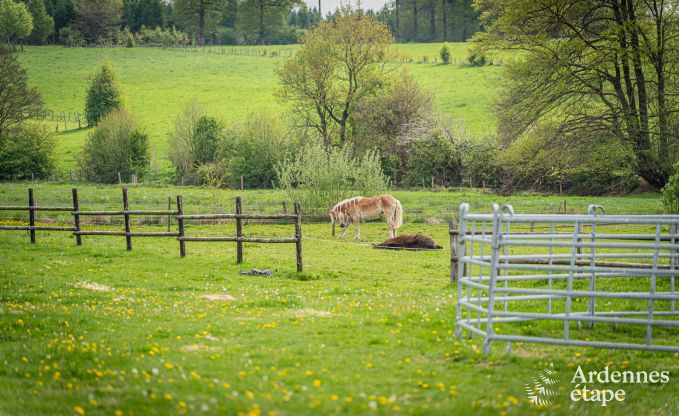 Ferienhaus Gouvy 9 Pers. Ardennen Wellness