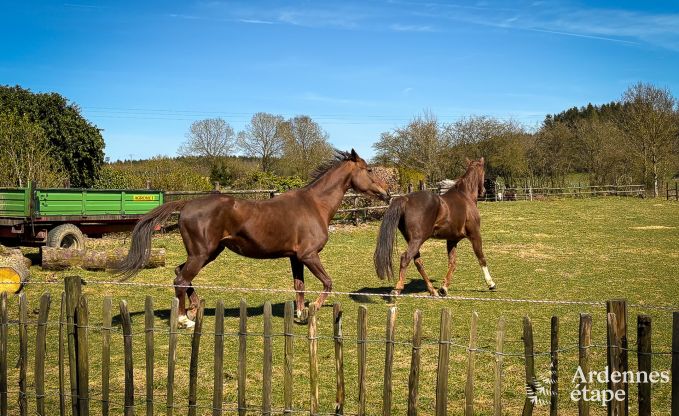 Ferienhaus Gouvy 9 Pers. Ardennen Wellness