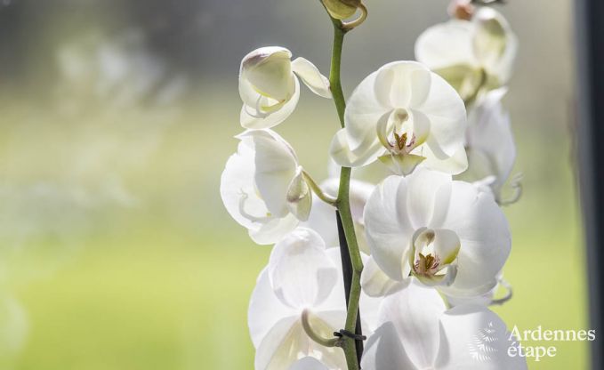 Ferienhaus Gouvy 9 Pers. Ardennen Wellness