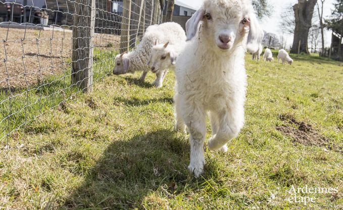 Ferienhaus Gouvy 9 Pers. Ardennen Wellness