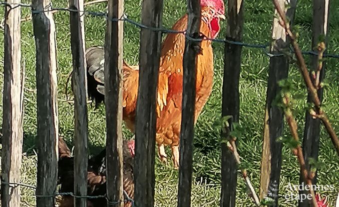 Wohnung Grimbimont 6 Pers. Ardennen