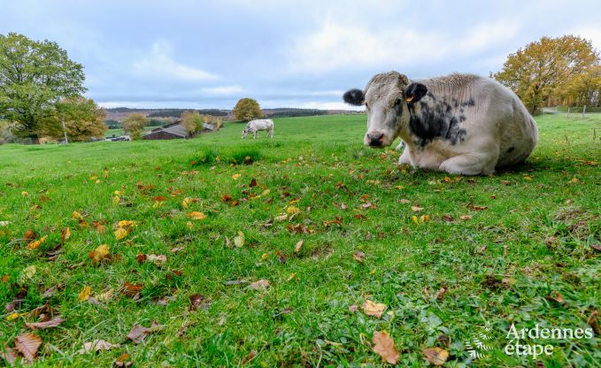 Wohnung Grimbimont 6 Pers. Ardennen