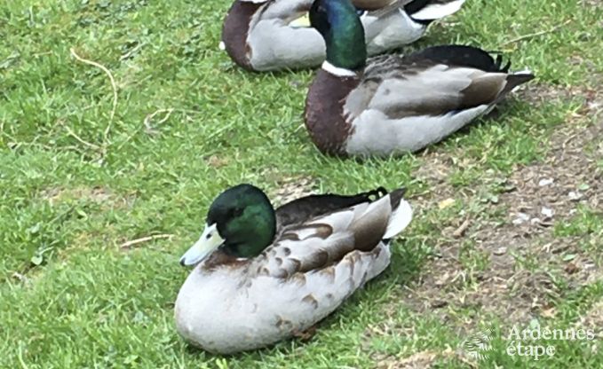 Ferienhaus Habay 12 Pers. Ardennen Behinderten gerecht