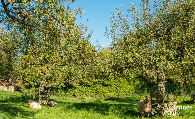 Ferienhaus Han sur Lesse 10 Pers. Ardennen