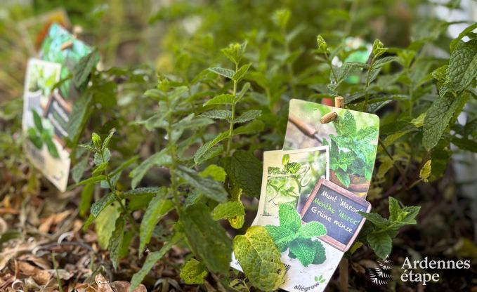 Gem�tliches Ferienhaus in Han-sur-Lesse f�r 8 Personen mit Sauna und Garten in der N�he der Grotten von Han