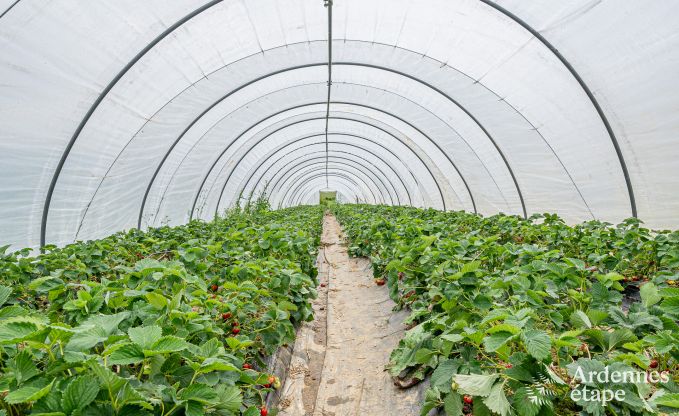 Gem�tliches Ferienhaus mit Garten in Havelange, Ardennen