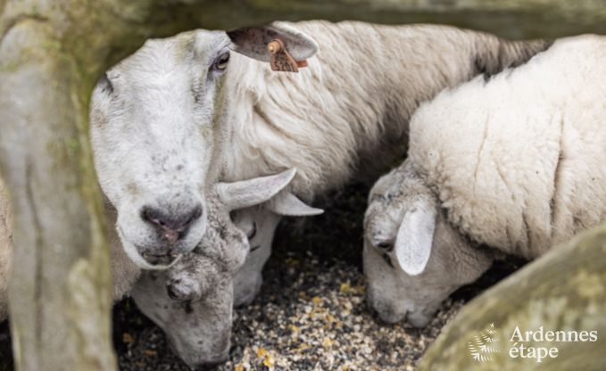Ferienhaus Herve 7/9 Pers. Ardennen