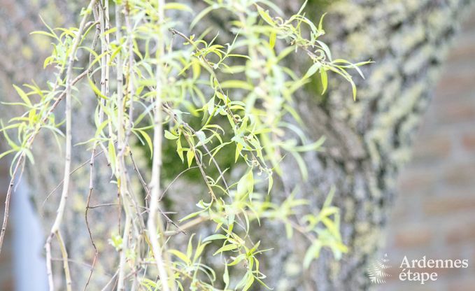 Ferienhaus Herve 12/14 Pers. Ardennen Wellness