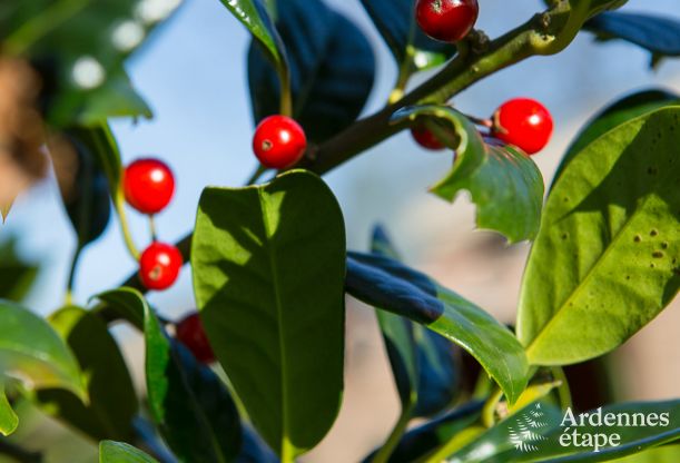 Ferienhaus Hockai 4/5 Pers. Ardennen