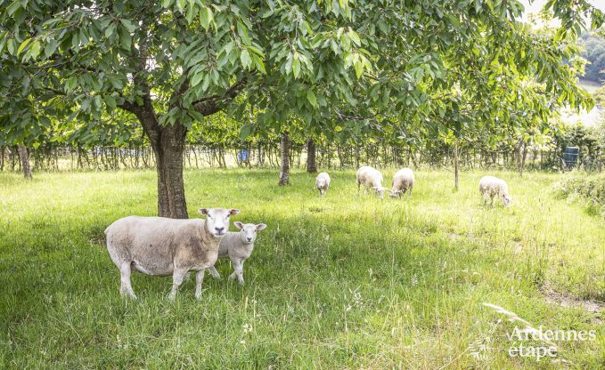 Cottage Hombourg 12 Pers. Ardennen