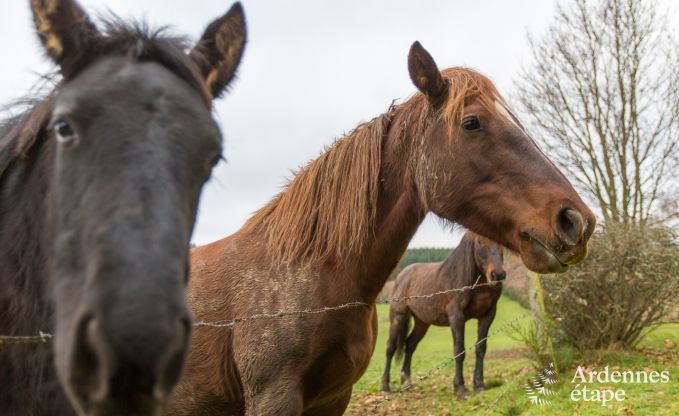 Chalet Houffalize 4/6 Pers. Ardennen