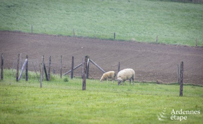 Ferienhaus Houffalize 10 Pers. Ardennen Wellness Behinderten gerecht