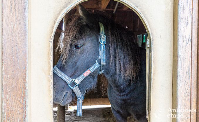 Ferienhaus Houffalize 10/12 Pers. Ardennen Wellness