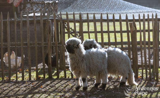 Ferienhaus Houffalize 9 Pers. Ardennen Schwimmbad Wellness