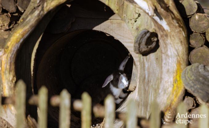 Ferienhaus Houffalize 9 Pers. Ardennen Schwimmbad Wellness