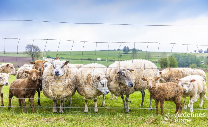 Ferienhaus Houffalize 10 Pers. Ardennen Wellness Behinderten gerecht