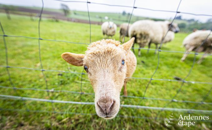 Ferienhaus Houffalize 10 Pers. Ardennen Wellness Behinderten gerecht
