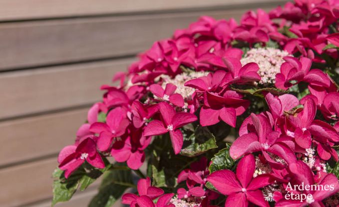 Ferienhaus Jalhay 6 Pers. Ardennen