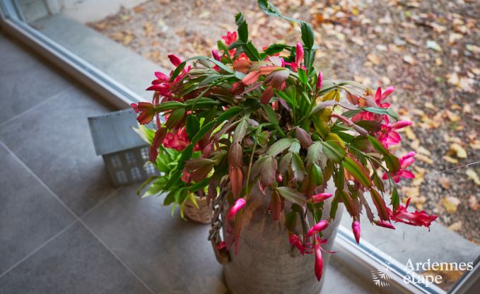 Ferienhaus Jalhay 8 Pers. Ardennen Schwimmbad Wellness