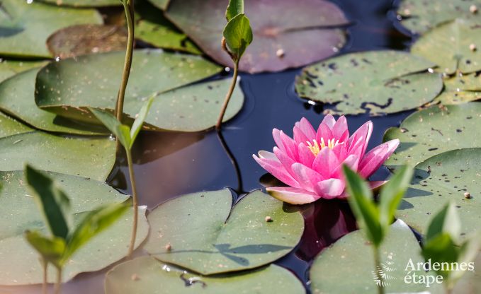 Luxusvilla Jalhay 12/14 Pers. Ardennen Wellness